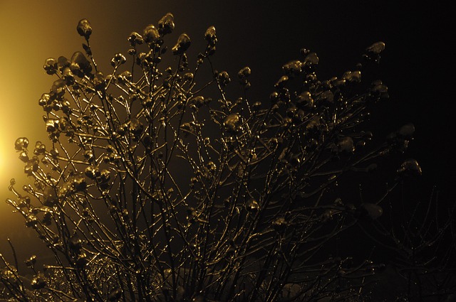Softijs, Winter, Boom, Vorst