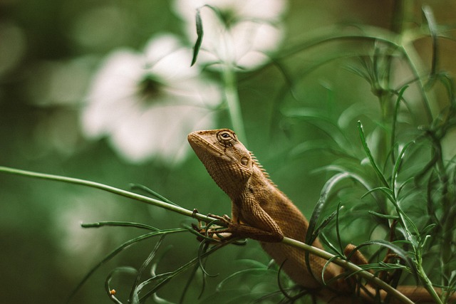 Leguane, Schuppenkriechtier, Lizard