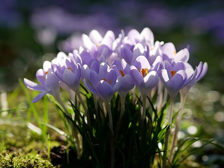 Free Crocus Purple Flowers photo and picture