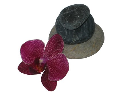 Free Peeble Purple Orchid photo and picture