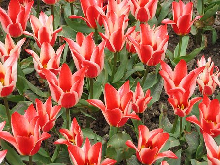 Free Red Tulips Flower photo and picture