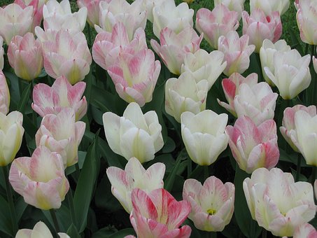 Free Pink Tulip Flower photo and picture