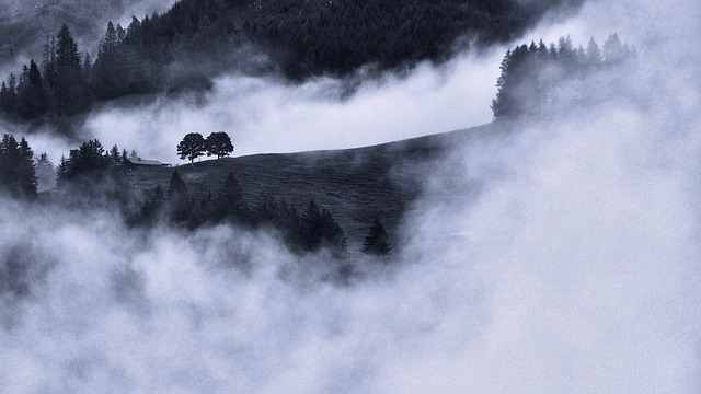 Free Fog Trees photo and picture