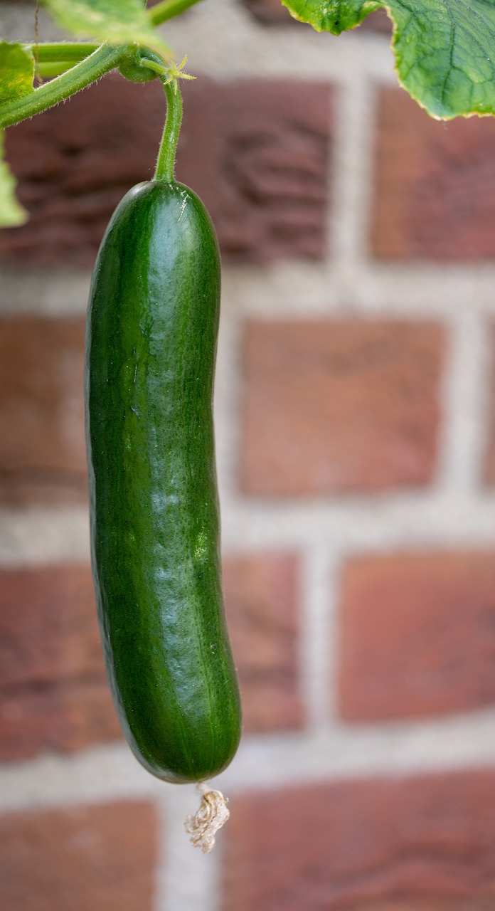 Cucumber Vegetable Green Free photo on Pixabay Pixabay