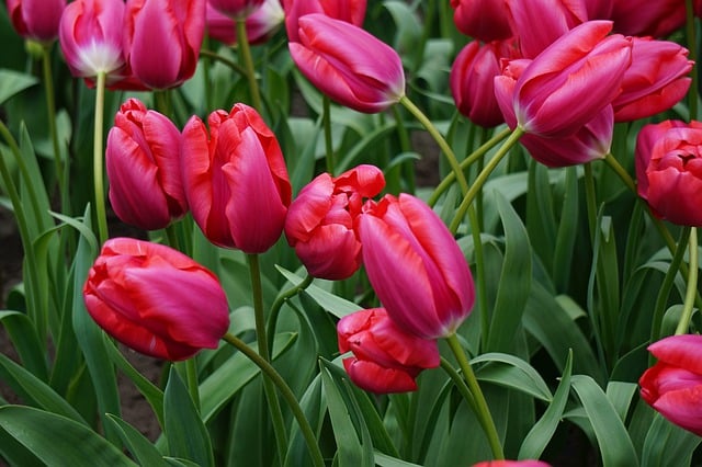 Tulpen, Rosa Tulpen, Blätter, Blumen