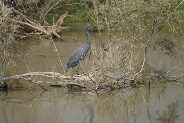 Free Dubai Natural Reserve photo and picture