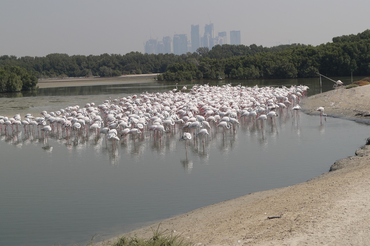 Flamingos Dubai Natural Free Photo On Pixabay Pixabay Flamingos Dubai Natural Free Photo On Pixabay Pixabay