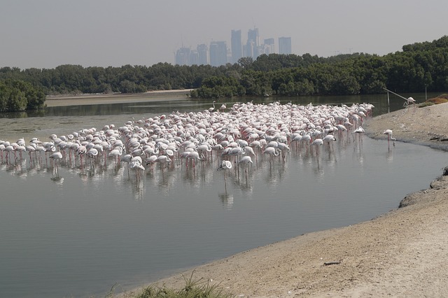 Free Flamingos Dubai photo and picture