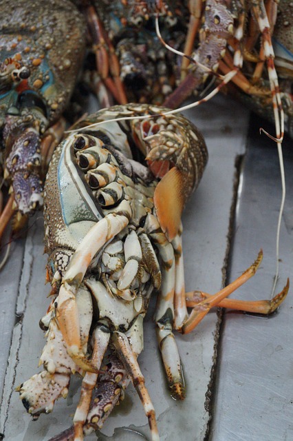 Free Seafood Healthy photo and picture