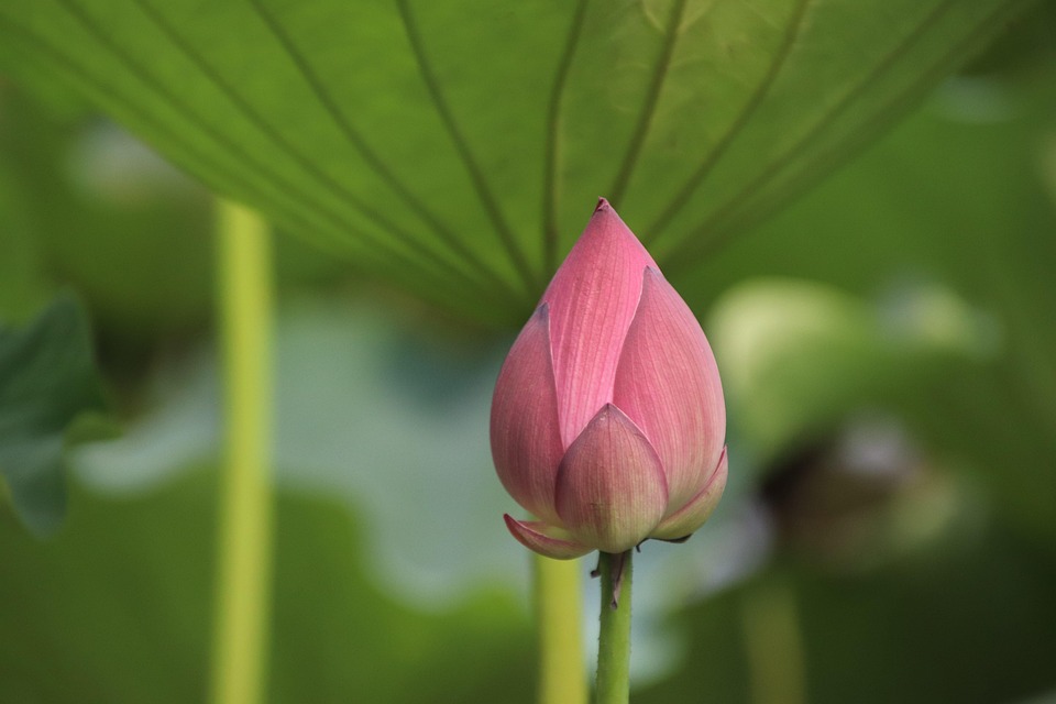 莲花芽花 Pixabay上的免费照片
