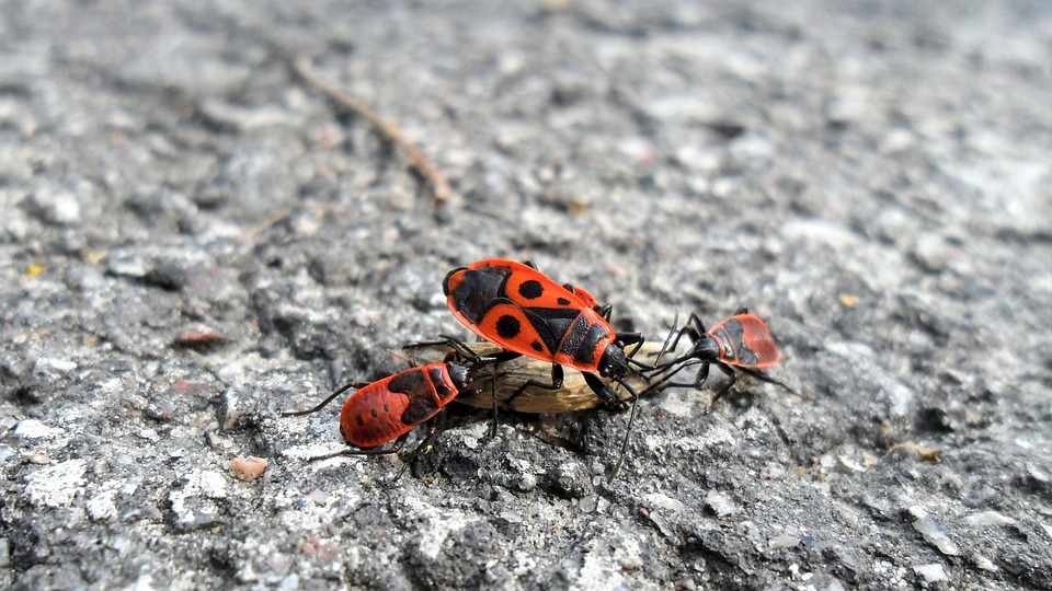 Sol Cu Insecte Firebug Insecte Sol - Photo gratuite sur Pixabay - Pixabay