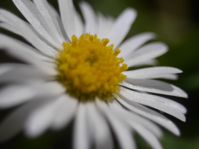 Free Bellis Perennis Daisy photo and picture