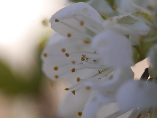 Free Cherry Blossom Flower photo and picture