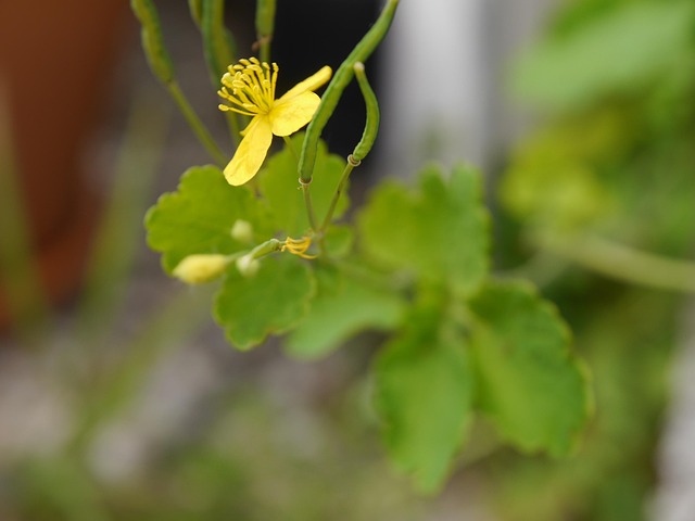 Free Greater Celandine Plant photo and picture