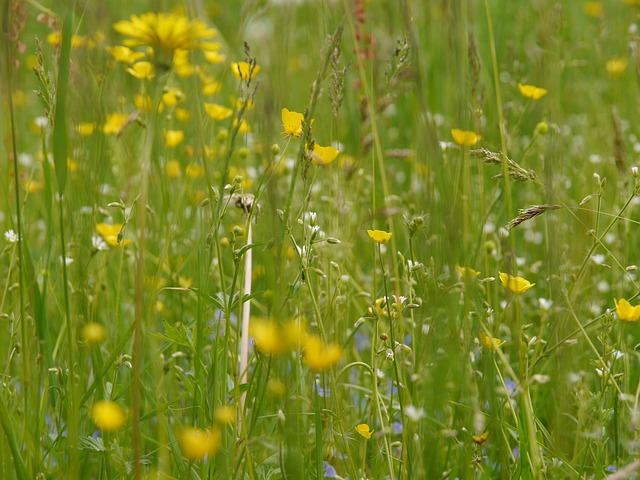 Free Summer Meadow Flower Meadow photo and picture
