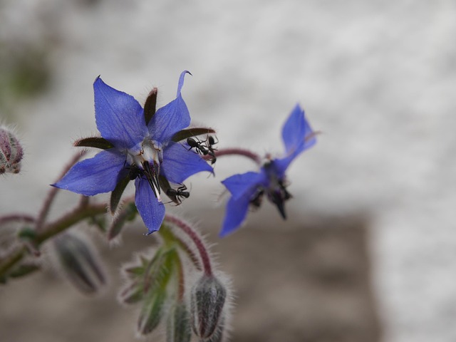 Free Borage Blossom photo and picture