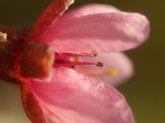 Free Peach Blossom Macro photo and picture