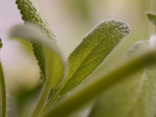 Free Sage Medicinal Plant photo and picture