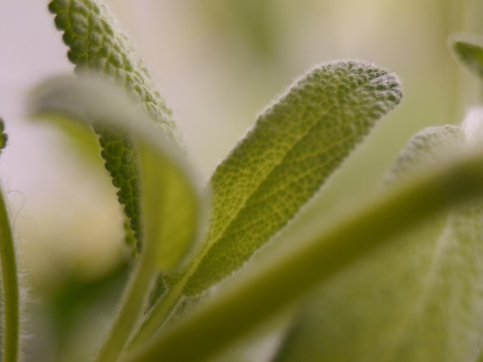 Sage Medicinal Plant Macro Free photo on Pixabay Pixabay