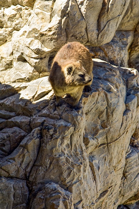 dassie-hyrax-hyracoidea-foto-gratuita-no-pixabay-pixabay