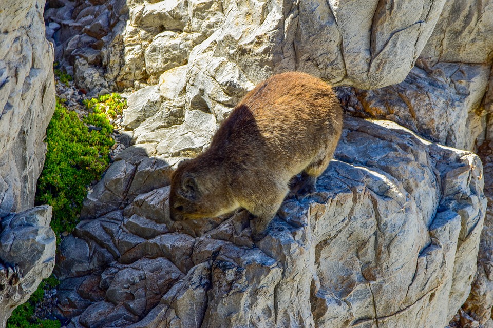 dassie-hyrax-hyraco-de-photo-gratuite-sur-pixabay-pixabay