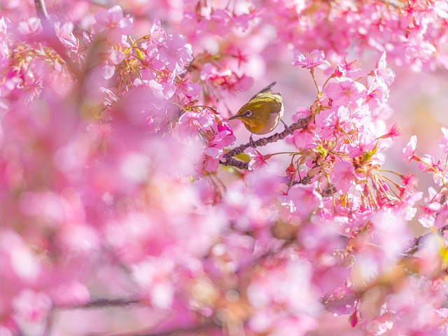 Free Cherry Blossom Flowers photo and picture