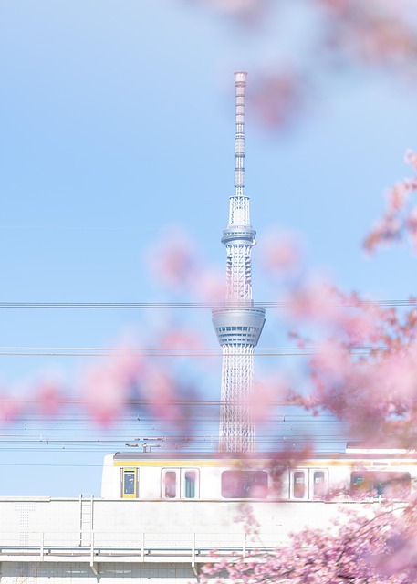 Free Flowers Cherry Blossom photo and picture