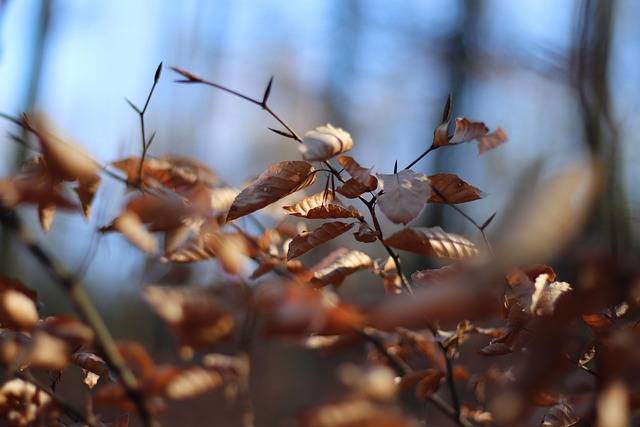 Herbst, Blätter, Laub, Blätter Im Herbst