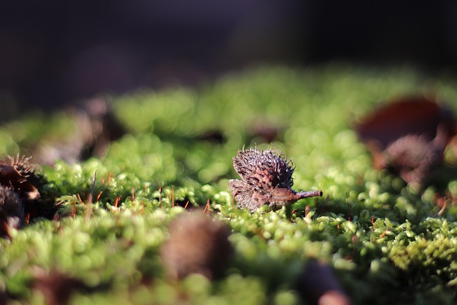 Kastanie, Moos, Wald, Natur, Herbst