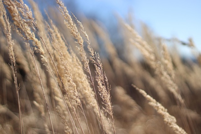 Gras, Pflanze, Feld, Wiese, Blüte, Flora