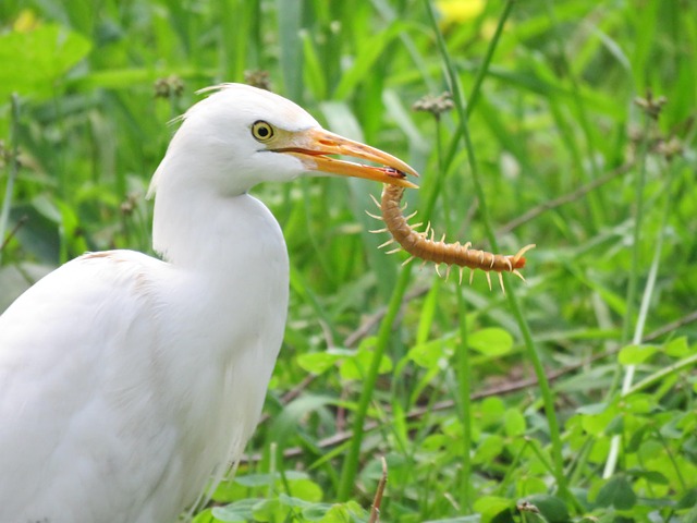 Free Beef Heron Heron photo and picture