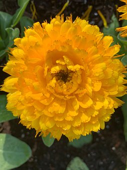 Free Flower Yellow photo and picture