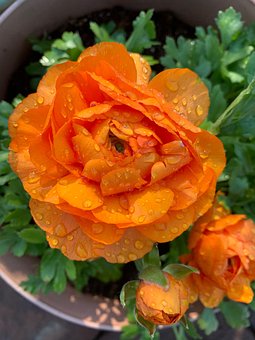 Free Flower Orange photo and picture