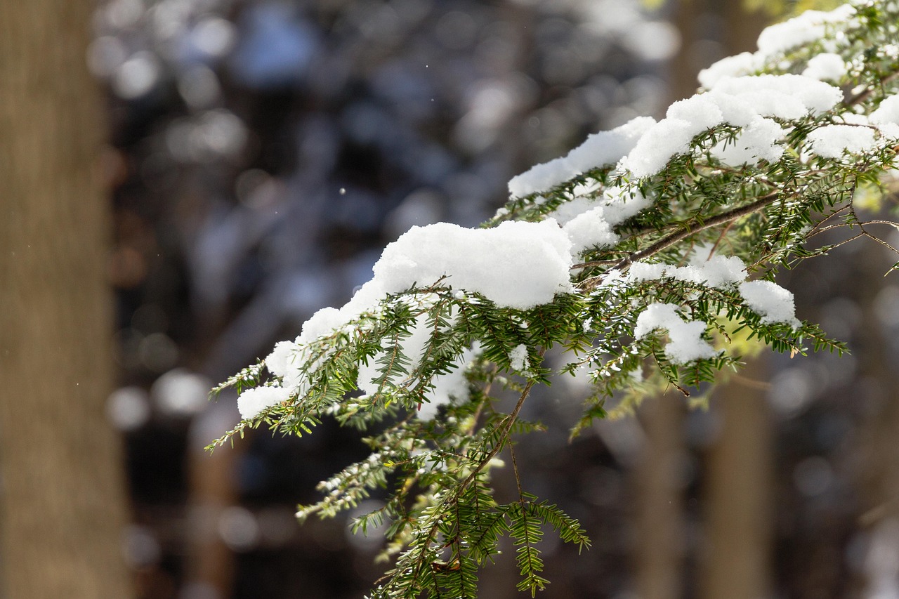 常绿 冬天 雪 - Pixabay上的免费照片 - Pixabay
