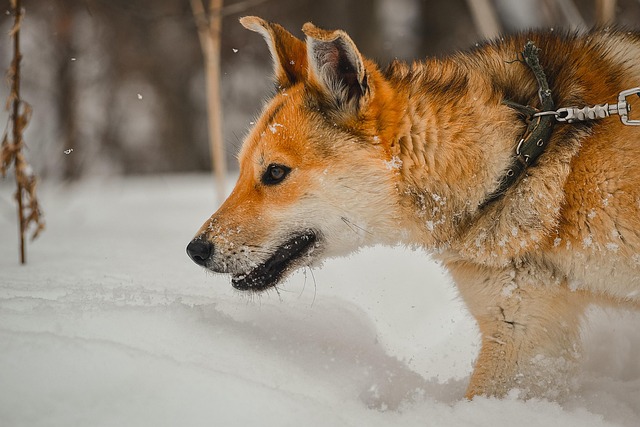 Koira Lemmikki Hihna Ilmainen Valokuva Pixabayssa Pixabay Koira Lemmikki Hihna Ilmainen Valokuva Pixabayssa Pixabay
