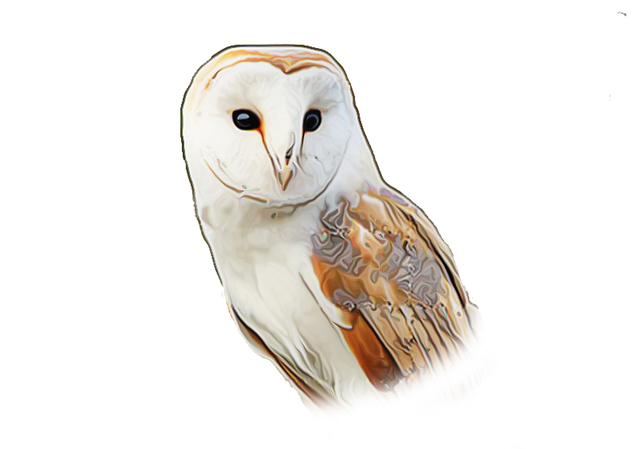 Free Barn Owl Owl illustration and picture