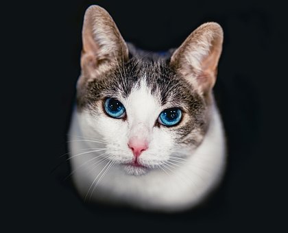 Free Cat Feline photo and picture
