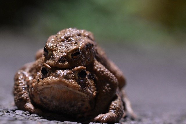 Free Toads Animals photo and picture