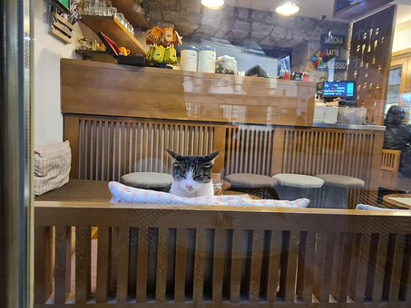 Free Cat Like photo and picture