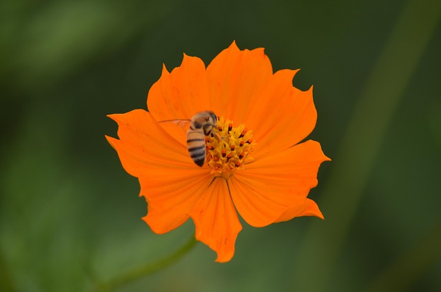 Free Bee Flower photo and picture