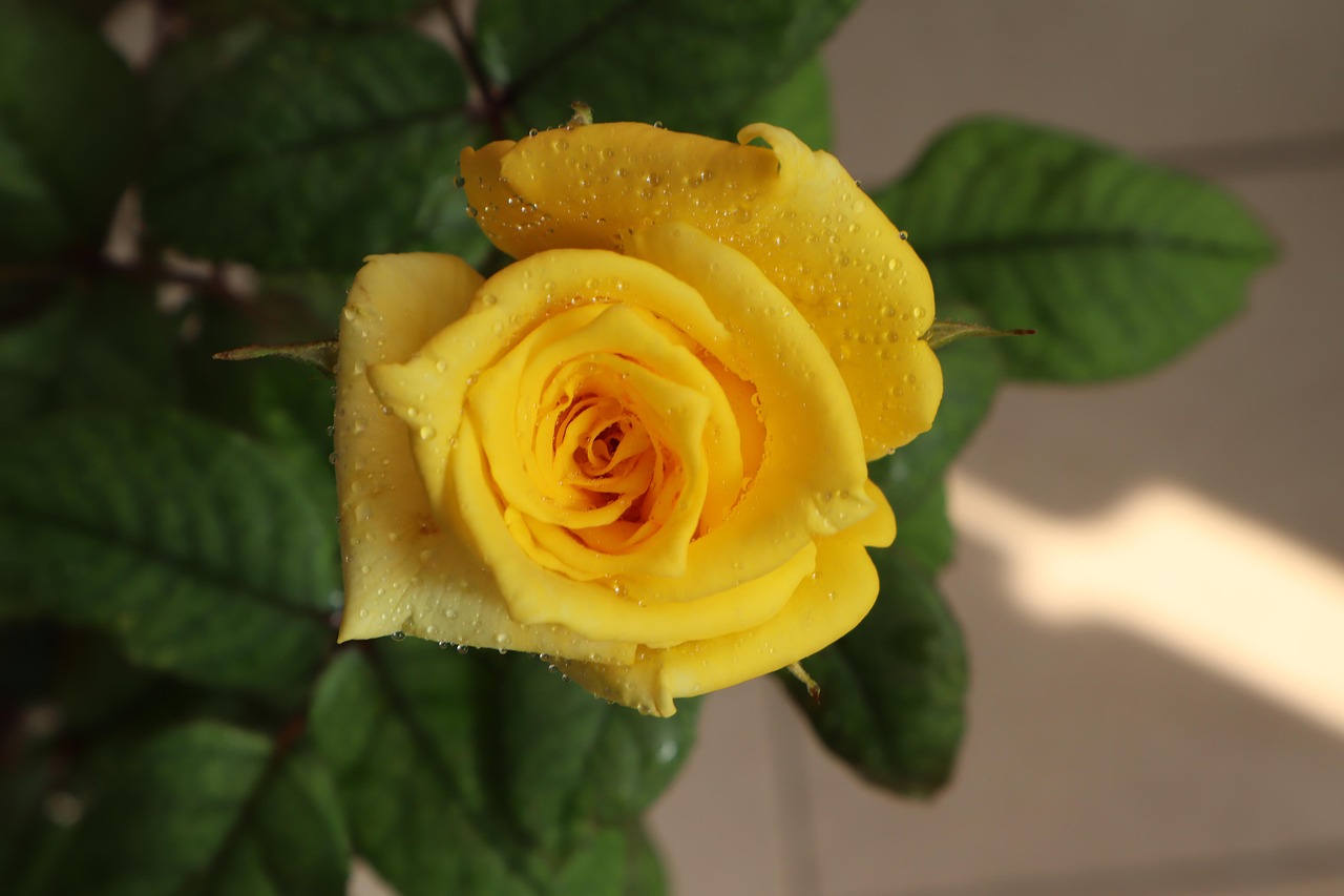 Yellow Rose Flower Free photo on Pixabay Pixabay