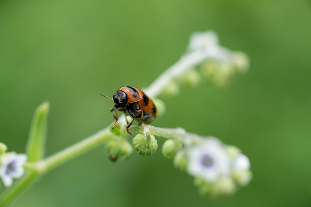 Insecto, Verde, Naturaleza, Escarabajo