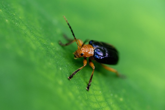 Verde, Insecto, Sale De, Mariquita
