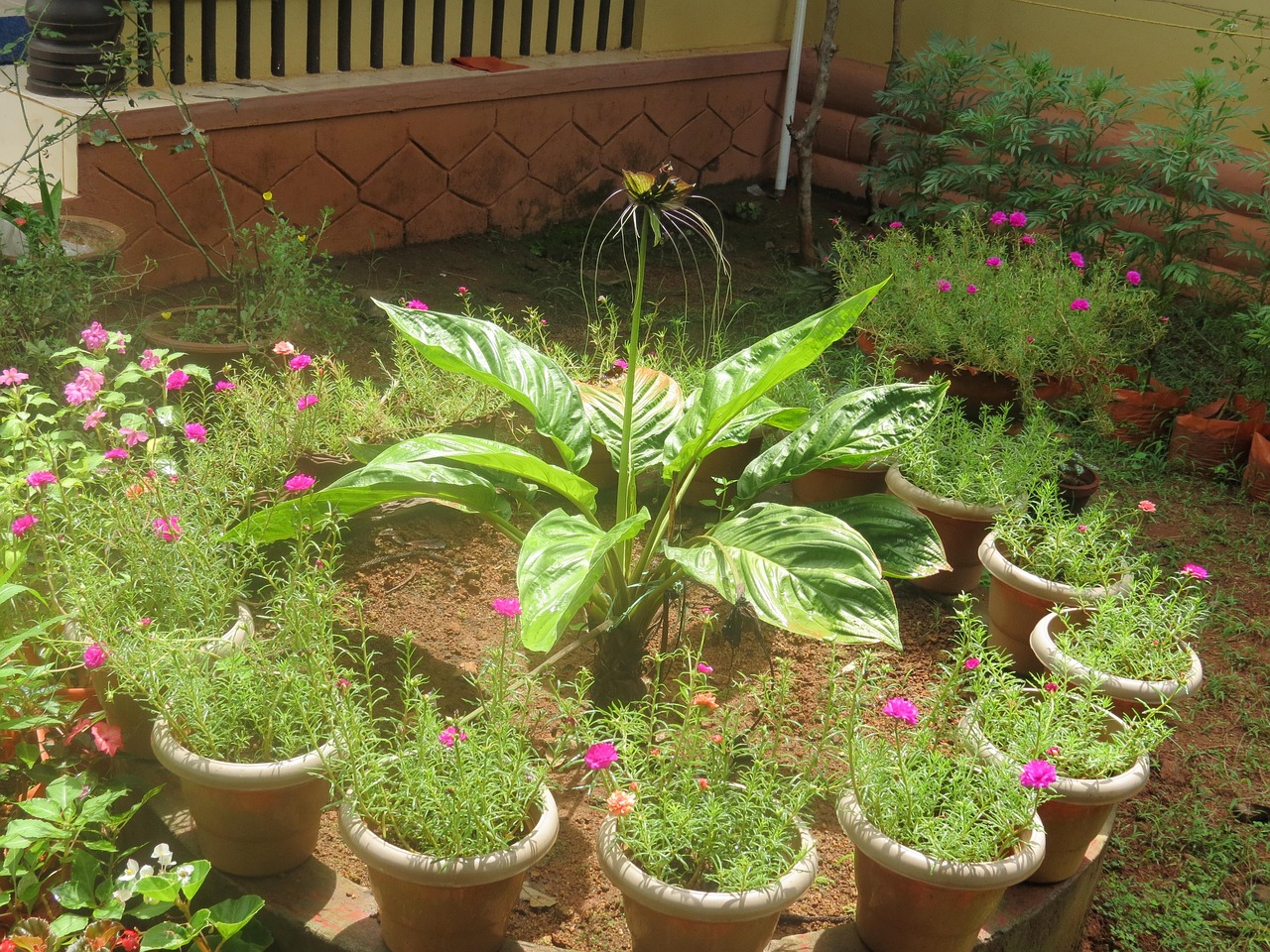 Jardin Pot De Fleur Les - Photo gratuite sur Pixabay - Pixabay