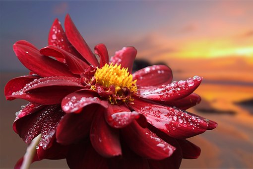 Dahlia, Blomst, Flora, Natur, Kronblade