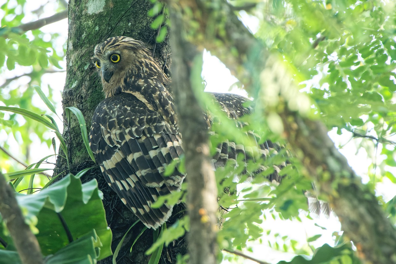oiseau-hibou-nature-photo-gratuite-sur-pixabay-pixabay