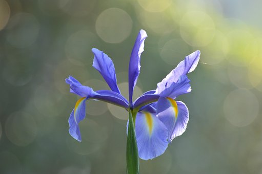 70以上の無料ブルーアイリス 花画像 Pixabay