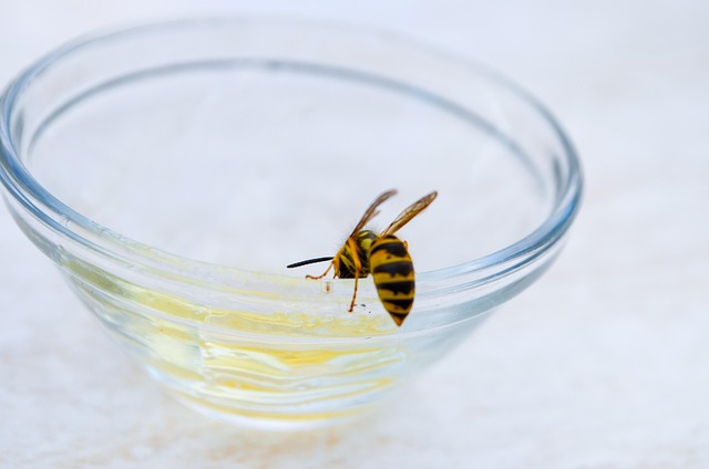 Free Bee Wasp photo and picture