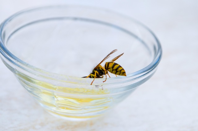 Free Bee Wasp photo and picture