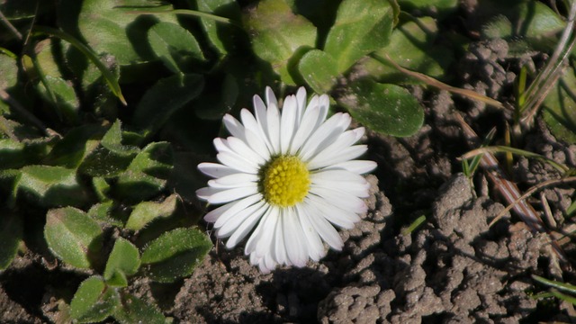 Free Buttercup Flower photo and picture